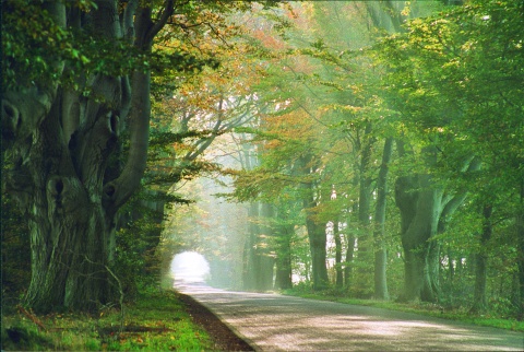 die Buchenallee in Großenkneten