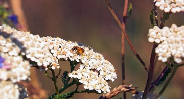 "Auf dem Weg zur Bienenhauptstadt"