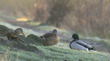 "Das faszinierende Leben der Enten: Von flauschigen Küken und Weltenbummlern"