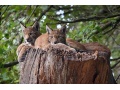"Wildnis Europa: Der Luchs"