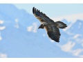 "Wildnis Europa: Der Bartgeier"