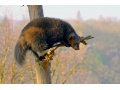 "Wildnis Europa: Der Vielfraß"