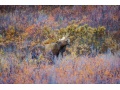"Wildnis Europa: Der Elch"
