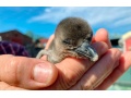 "Seelöwe & Co. - tierisch beliebt XXL: Zoo-Babys"