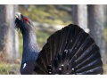 "Wildnis Europa - Staffel 2: Das Auerhuhn"