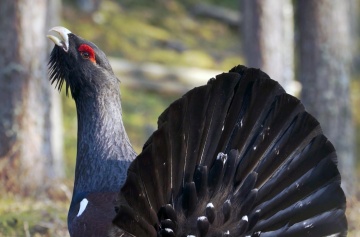 "Wildnis Europa - Staffel 2: Das Auerhuhn"