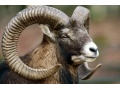 "Wildnis Europa - Staffel 2: Der Mufflon"