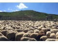 "Planet der Schafe: Auf in die Zukunft"