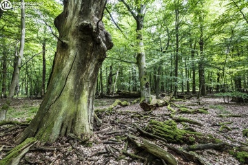 Wald: die Niedersächsischen Landesforsten